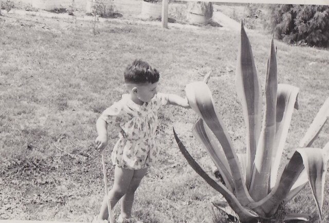 Attention aux épines !