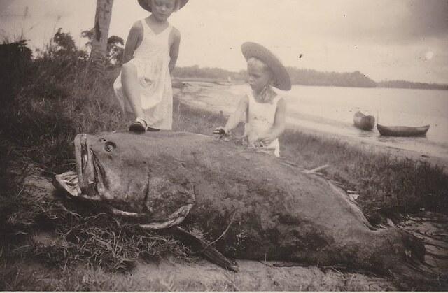 Pas l’air commode, ce… mérou ?