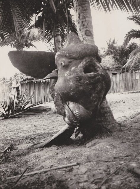 Poisson-lune échoué sur une plage